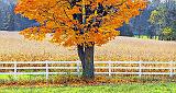 Fence & Autumn Tree_DSCF5114